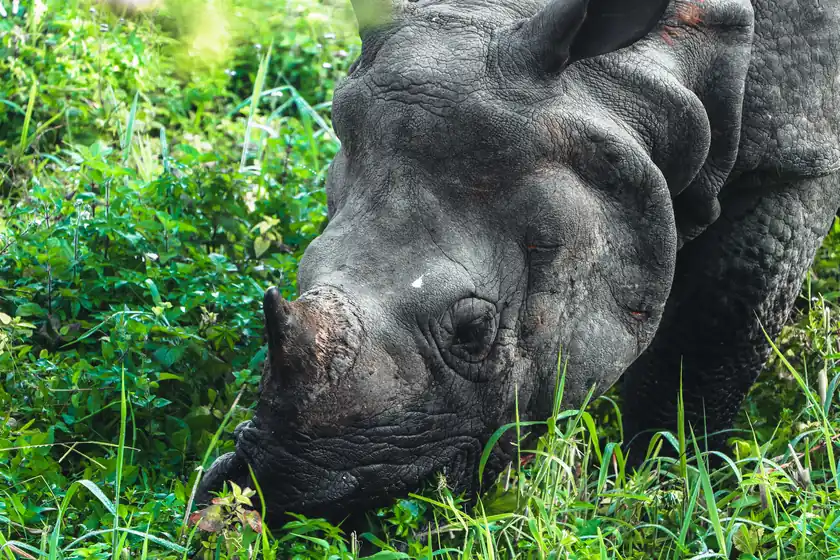 Kathmandu Chitwan and Pokhara Tour Package